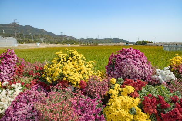 排牙山下菊花展