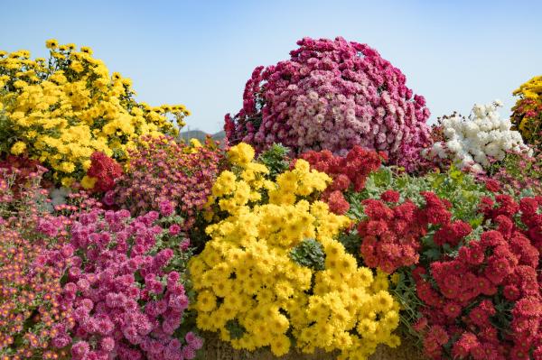 排牙山下菊花展