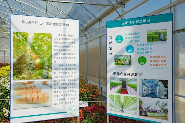 排牙山下菊花展