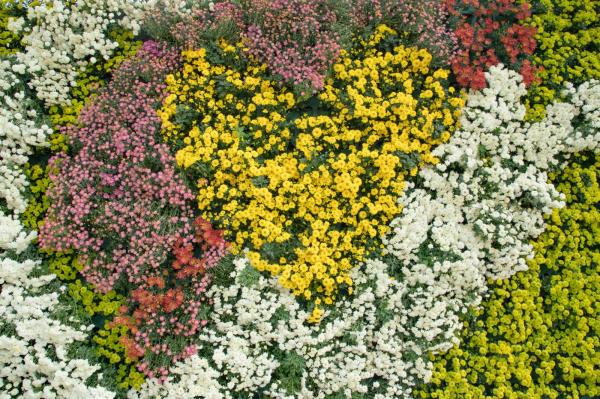 排牙山下菊花展