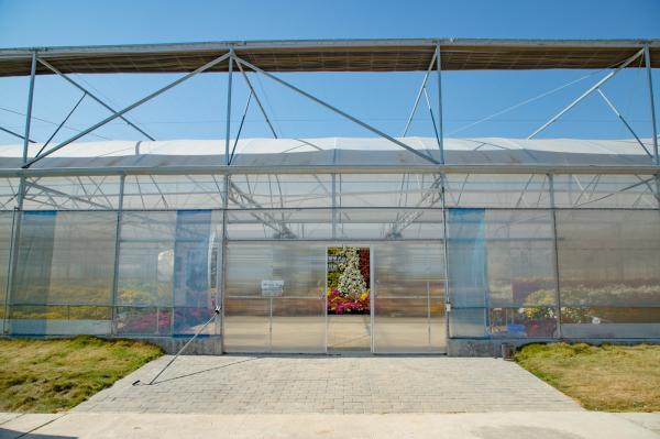 排牙山下菊花展