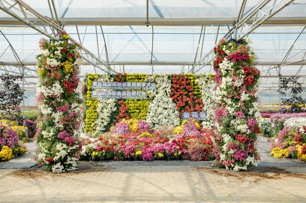 排牙山下菊花展