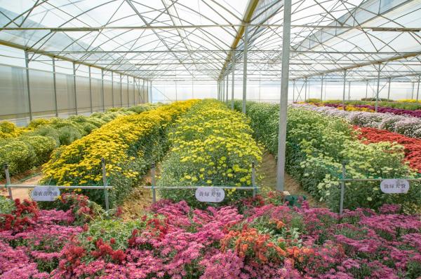 排牙山下菊花展