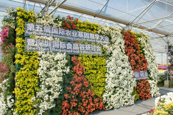 排牙山下菊花展