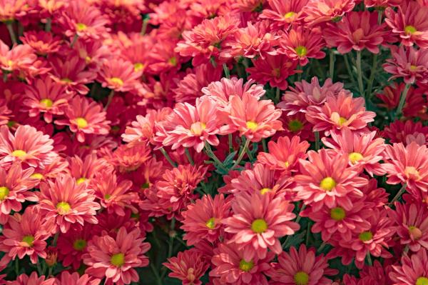 排牙山下菊花展