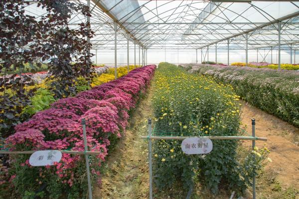 排牙山下菊花展