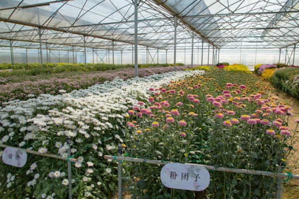 排牙山下菊花展