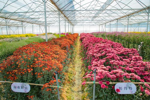 排牙山下菊花展