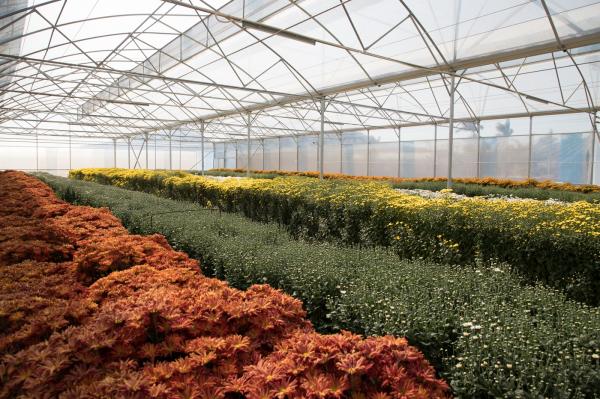 排牙山下菊花展