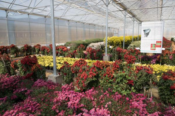 排牙山下菊花展