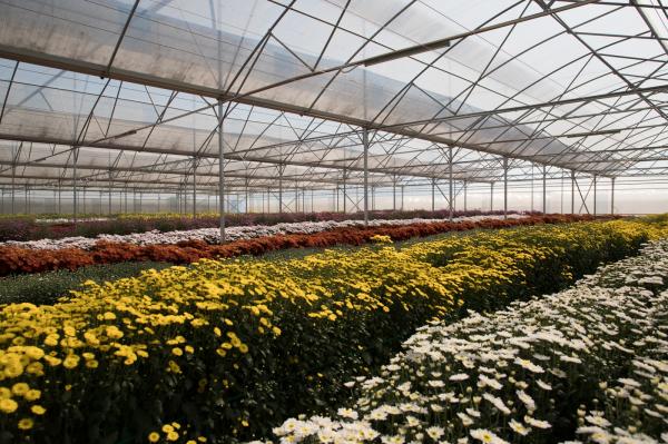 排牙山下菊花展