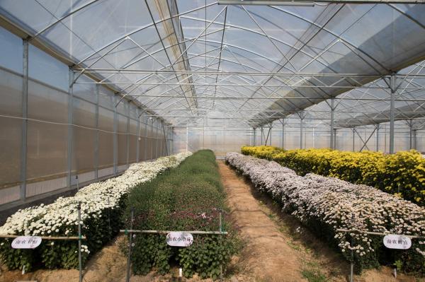排牙山下菊花展