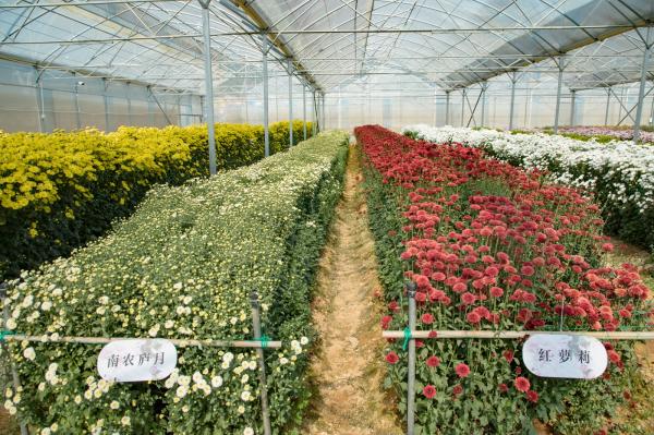 排牙山下菊花展