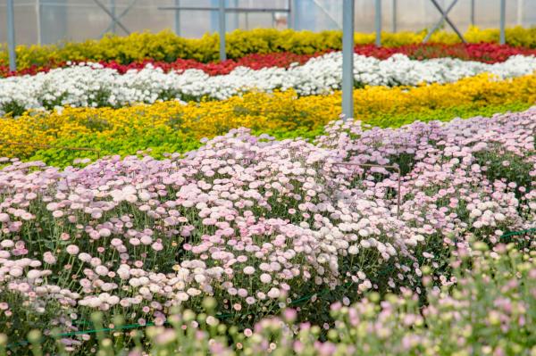 排牙山下菊花展
