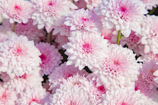 排牙山下菊花展
