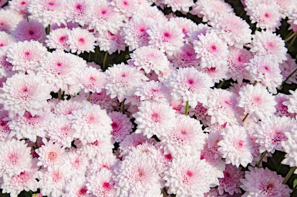 排牙山下菊花展