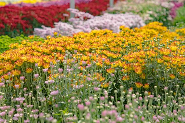 排牙山下菊花展