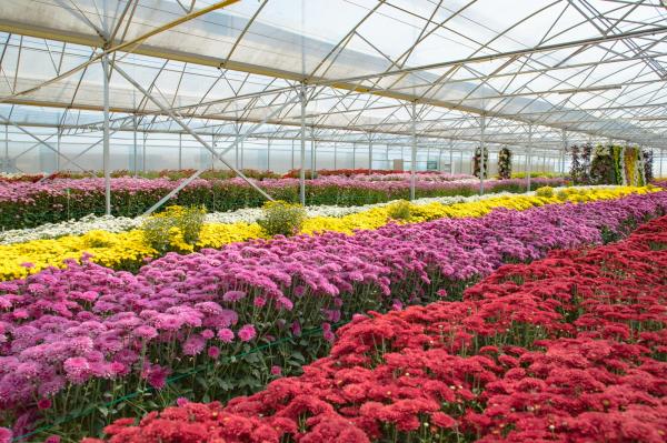 排牙山下菊花展