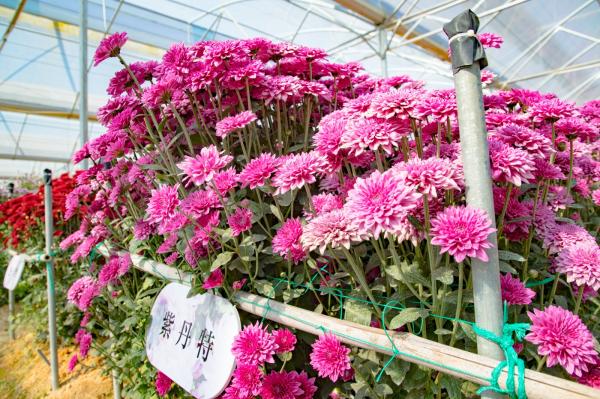 排牙山下菊花展
