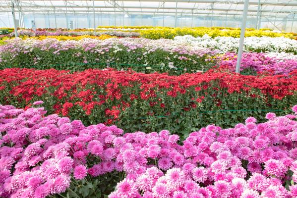 排牙山下菊花展