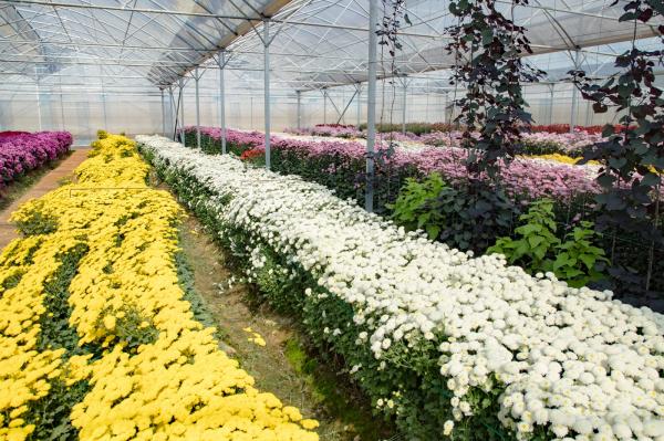 排牙山下菊花展