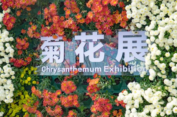 排牙山下菊花展