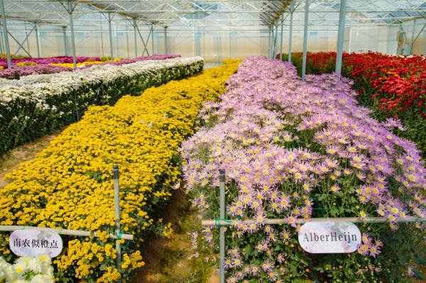 排牙山下菊花展