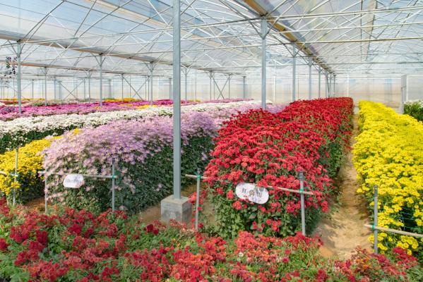排牙山下菊花展