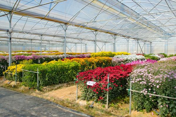 排牙山下菊花展