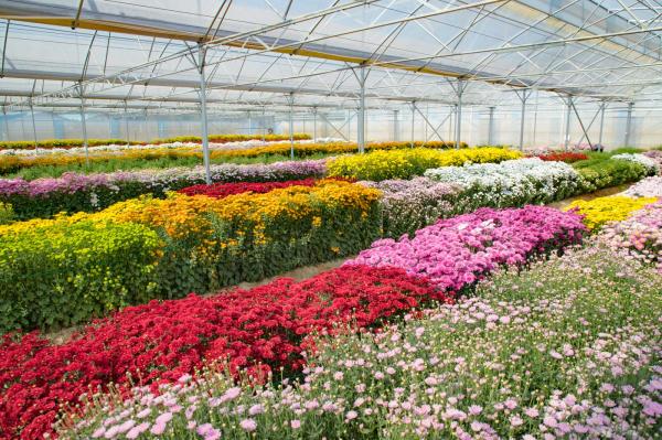 排牙山下菊花展