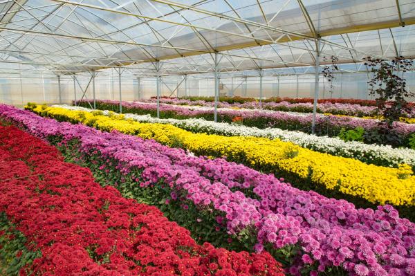 排牙山下菊花展