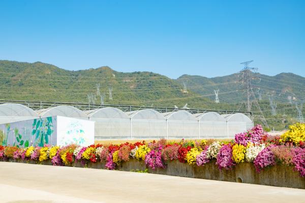 排牙山下菊花展