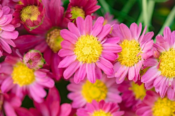 排牙山下菊花展