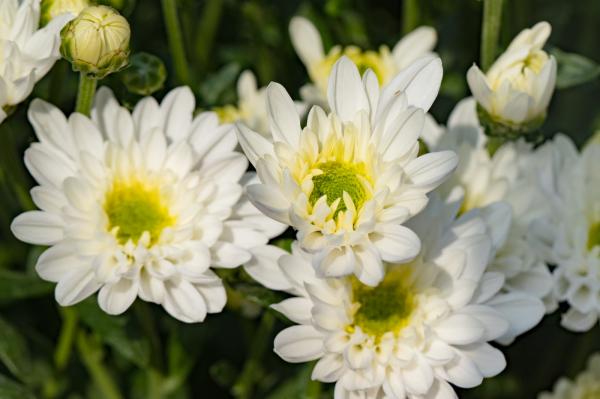 排牙山下菊花展