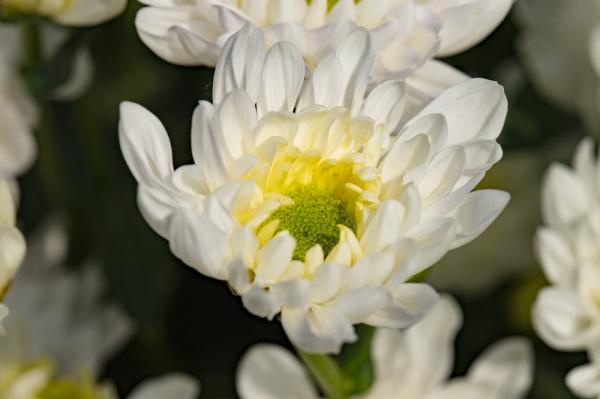 排牙山下菊花展