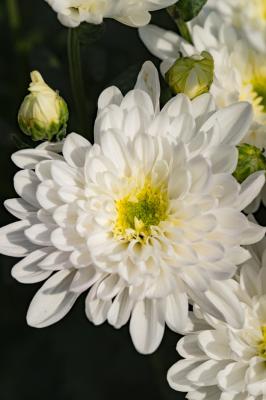 排牙山下菊花展