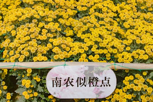 排牙山下菊花展