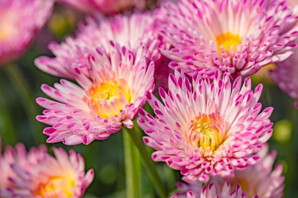 排牙山下菊花展
