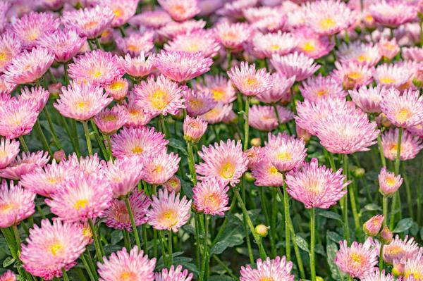 排牙山下菊花展