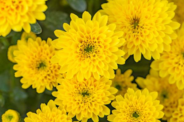 排牙山下菊花展
