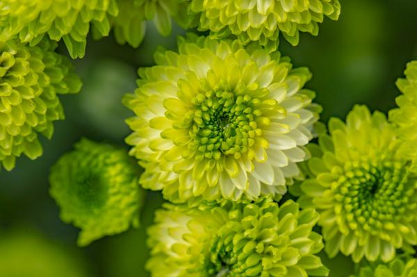 排牙山下菊花展