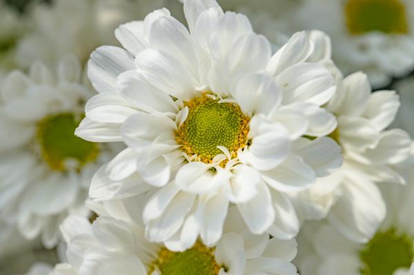 排牙山下菊花展