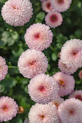 排牙山下菊花展