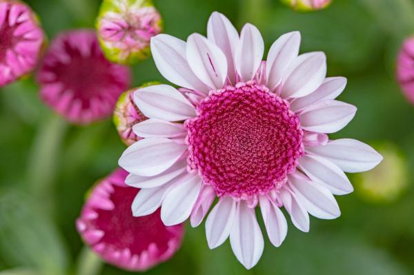 排牙山下菊花展