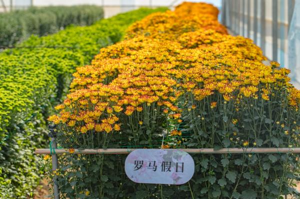 排牙山下菊花展
