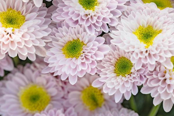 排牙山下菊花展
