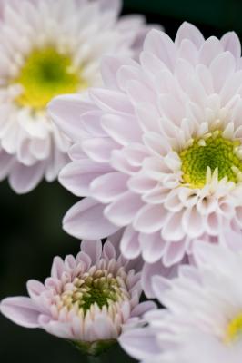 排牙山下菊花展