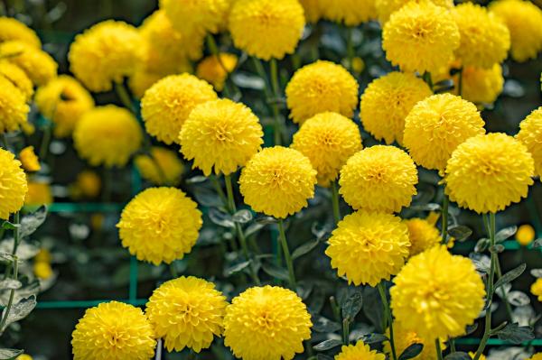 排牙山下菊花展