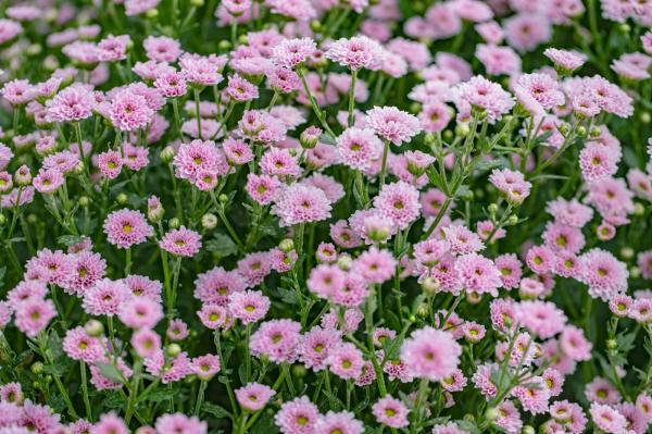 排牙山下菊花展