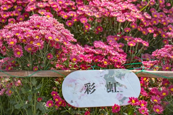 排牙山下菊花展